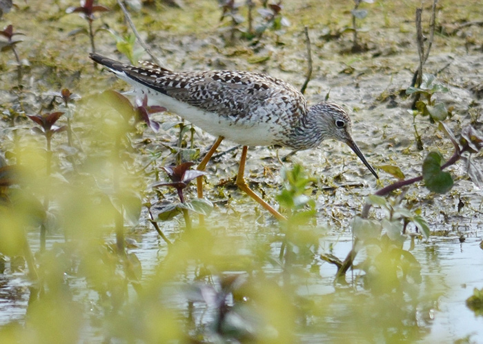 Lesser Yellowlegs