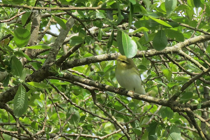 Wood Warbler