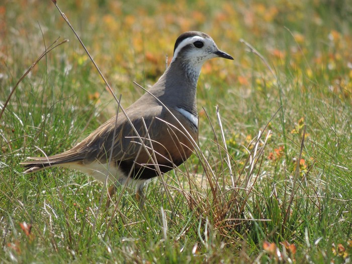 Dotterel