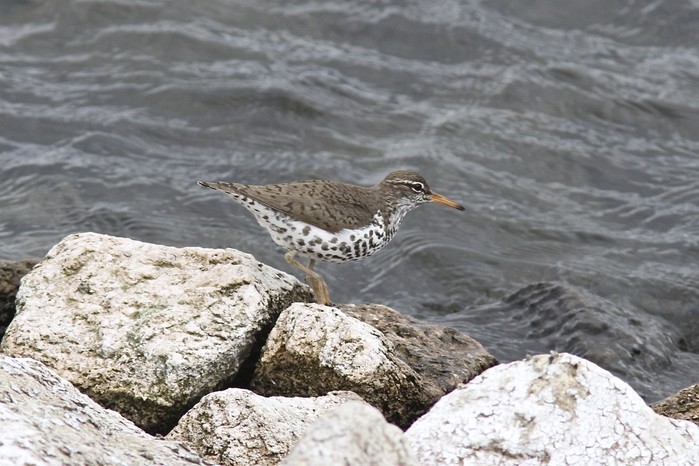 Spotted Sandpiper