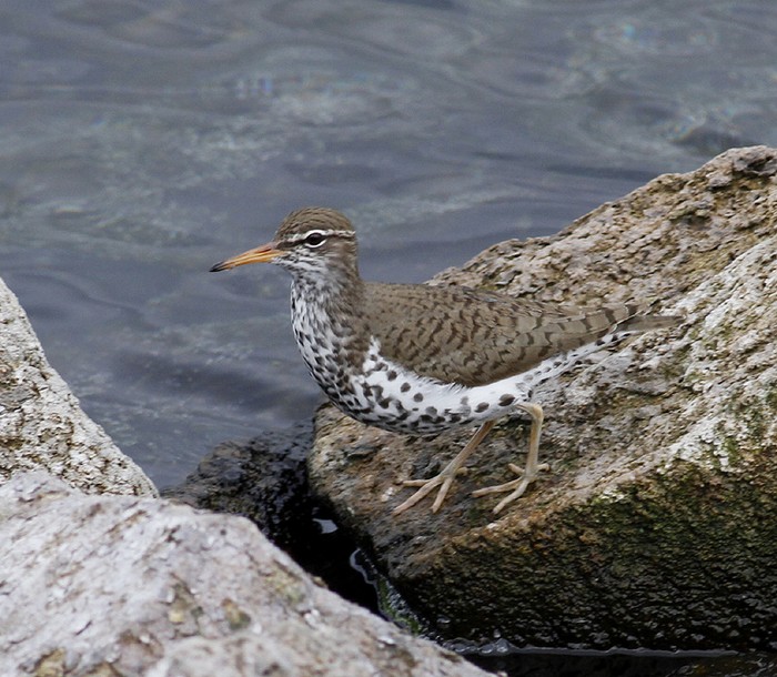 Spotted Sandpiper
