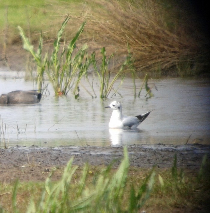 Little Gull