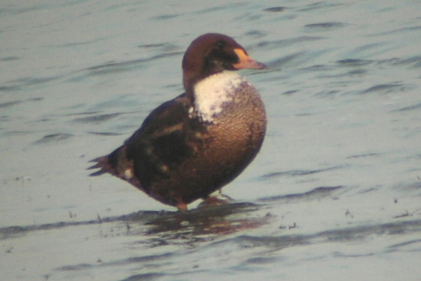 King Eider