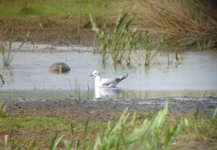 Little Gull