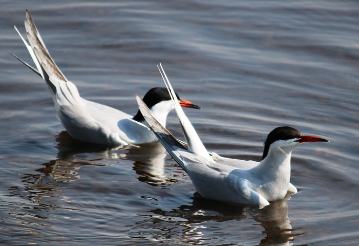Common Tern