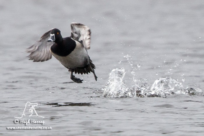 Ring-necked Duck
