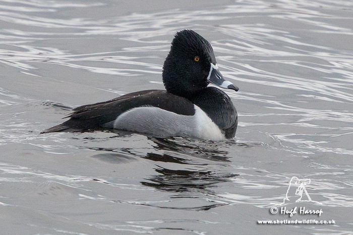 Ring-necked Duck