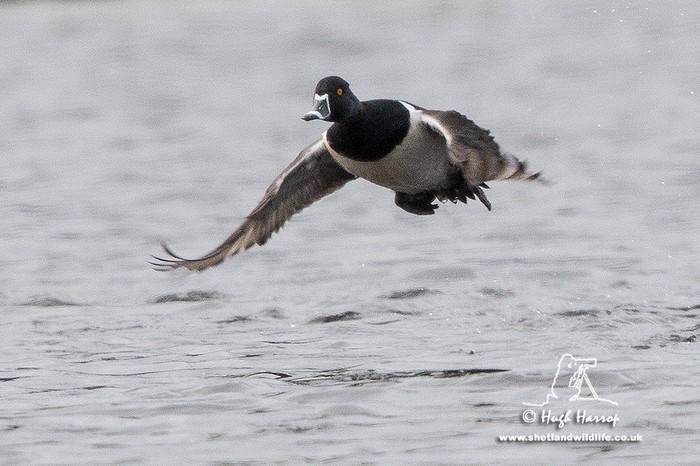 Ring-necked Duck