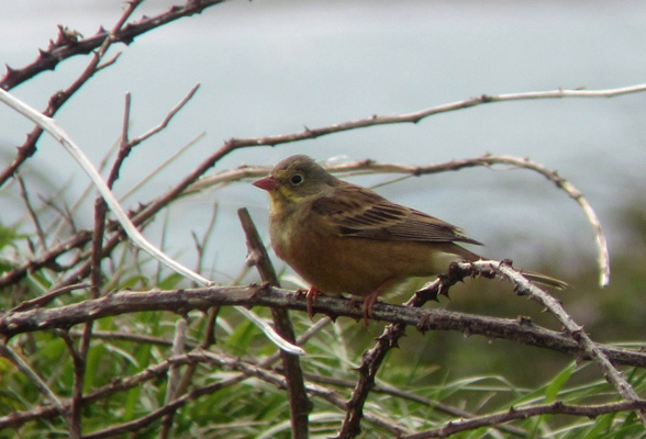 Ortolan Bunting