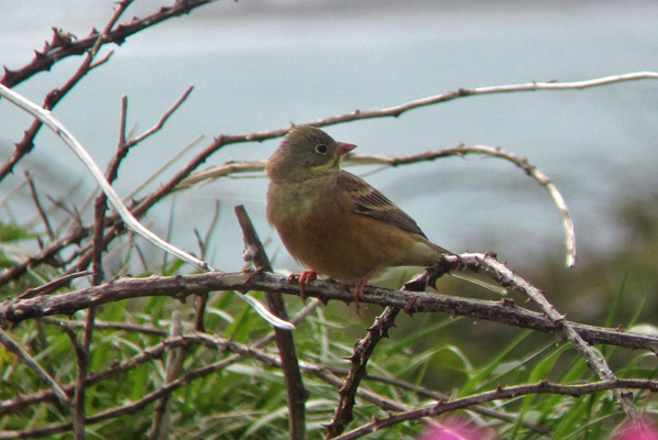 Ortolan Bunting