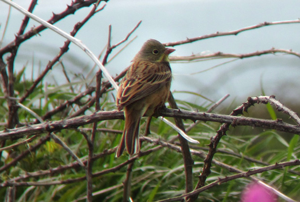 Ortolan Bunting