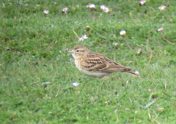 Short-toed Lark