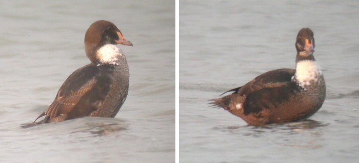King Eider