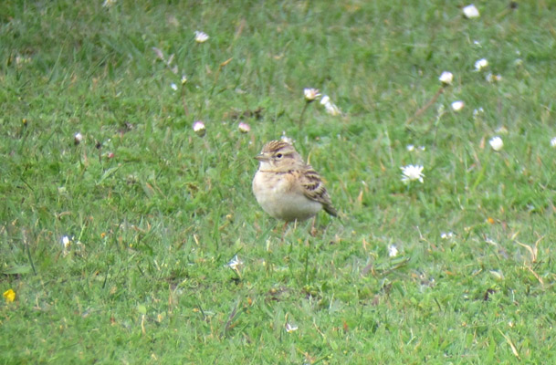 Short-toed Lark