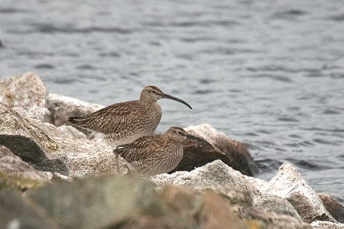 Whimbrel