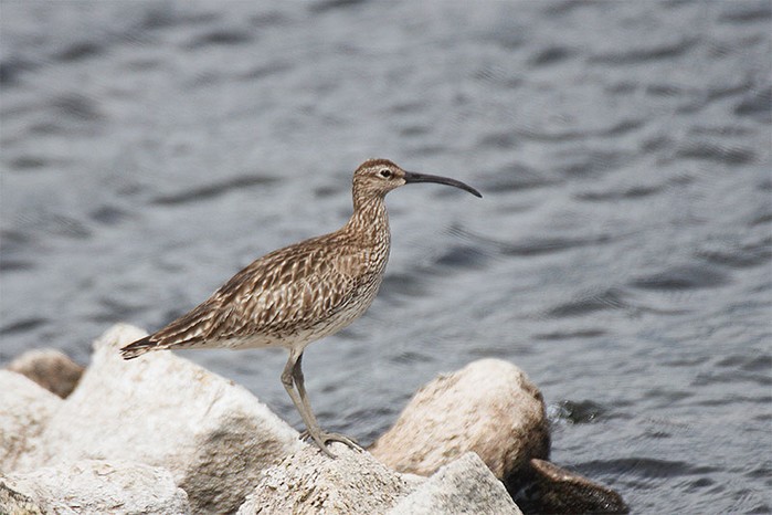 Whimbrel