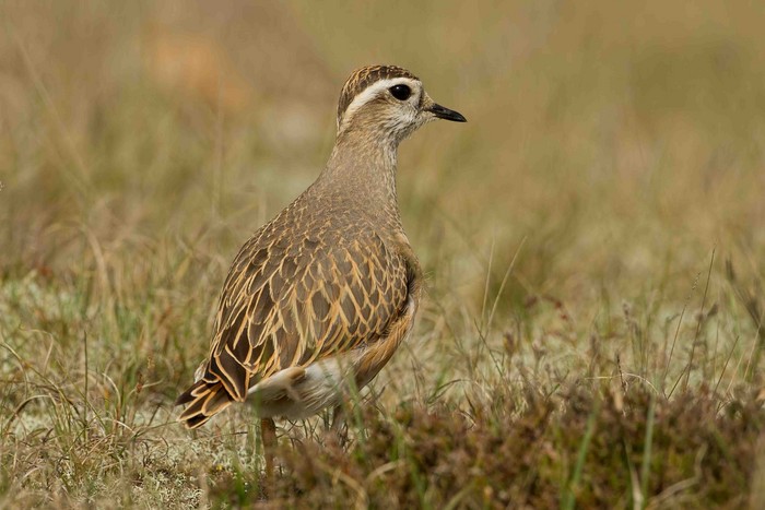 Dotterel