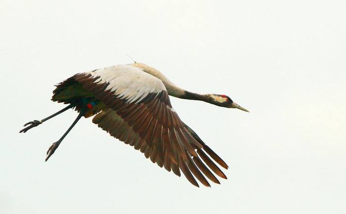 Common Crane