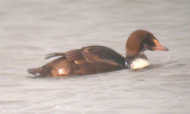 King Eider