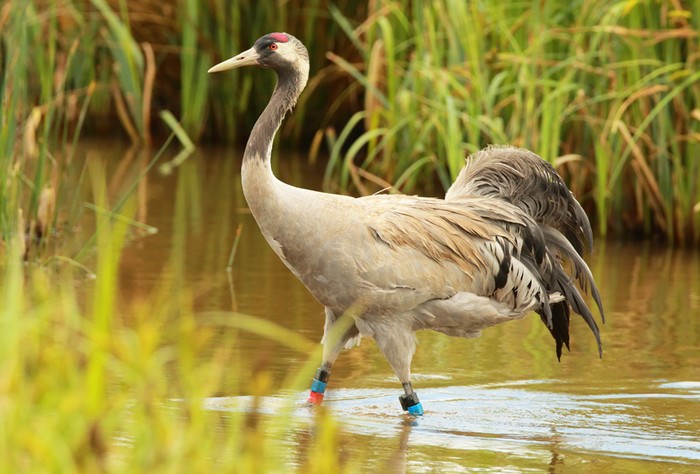 Common Crane