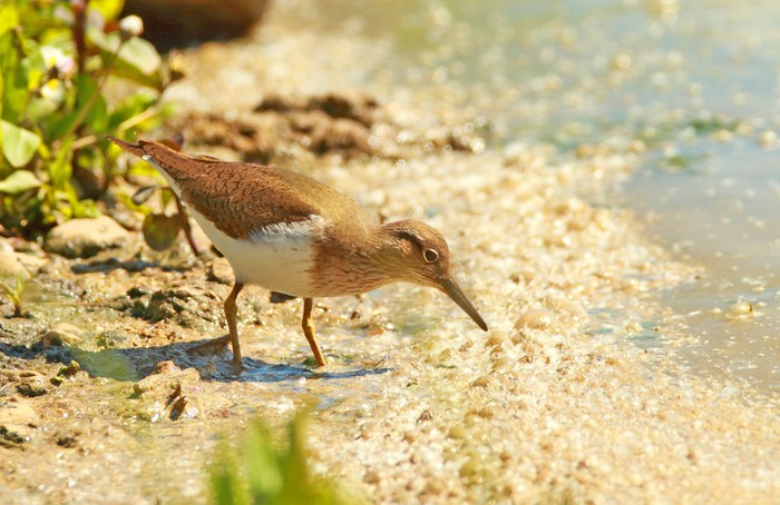 Common Sandpiper