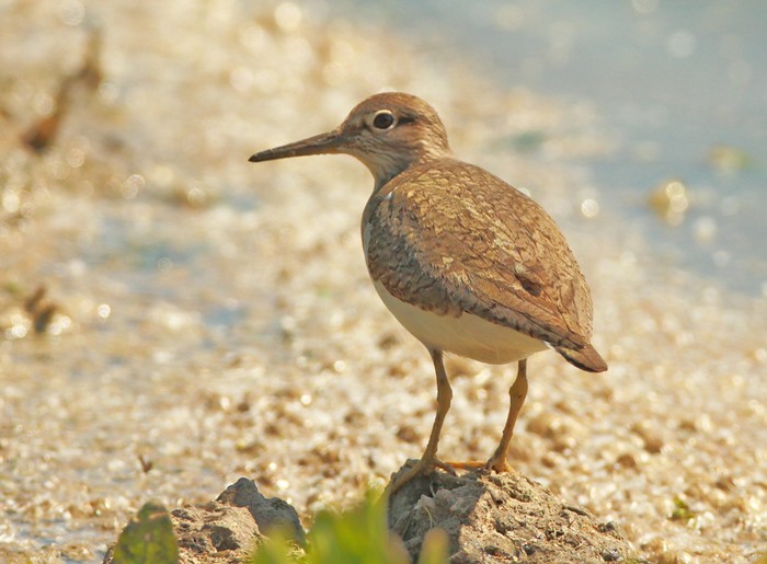 Common Sandpiper