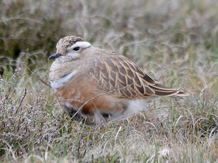 Dotterel