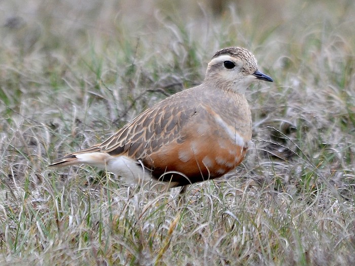 Dotterel
