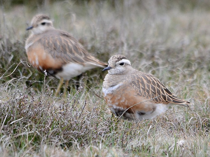 Dotterel