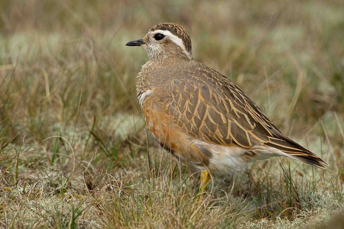 Dotterel