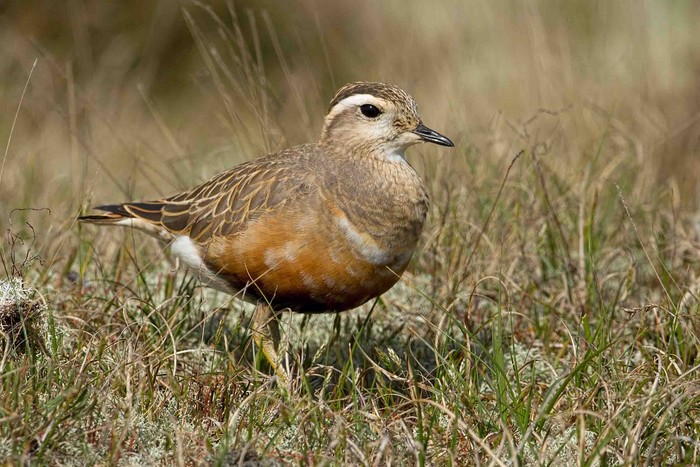Dotterel