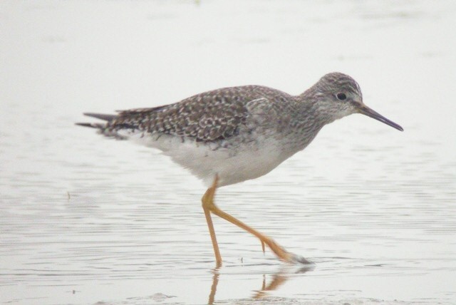 Lesser Yellowlegs