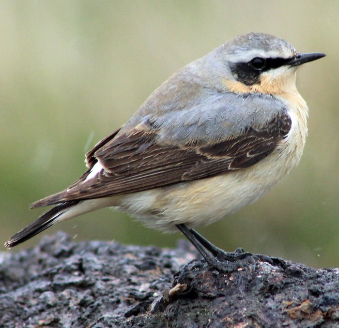 Wheatear