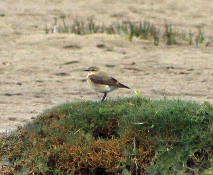 Greenland Wheatear