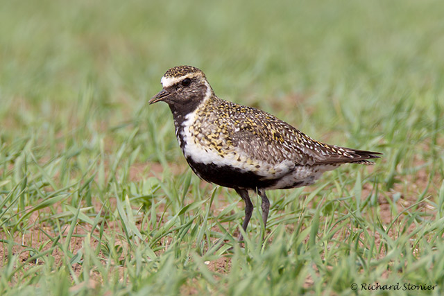 Golden Plover