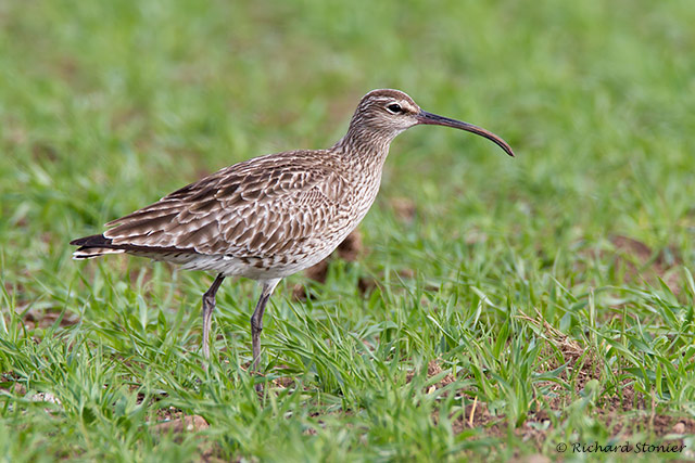 Whimbrel
