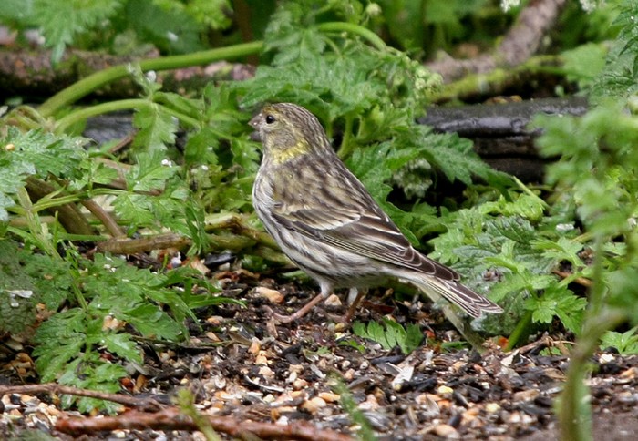 Serin