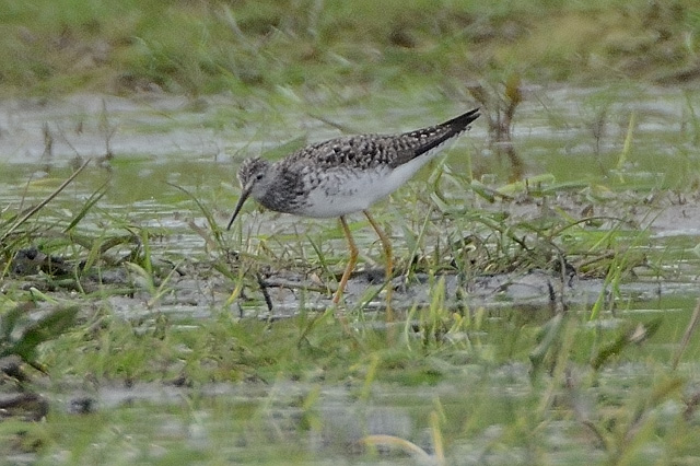 Lesser Yellowlegs