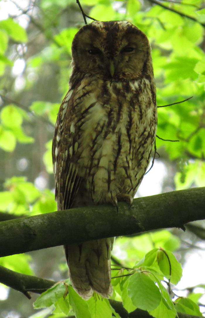 Tawny Owl