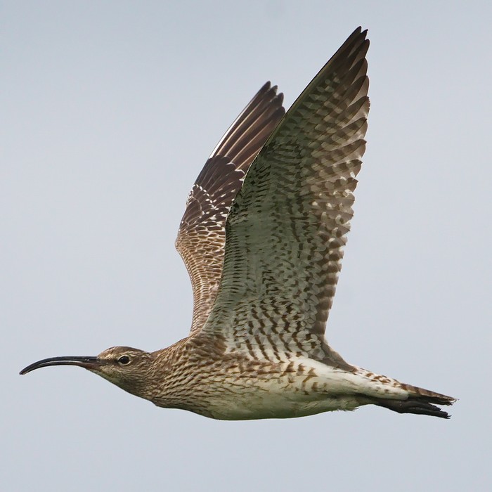 Whimbrel