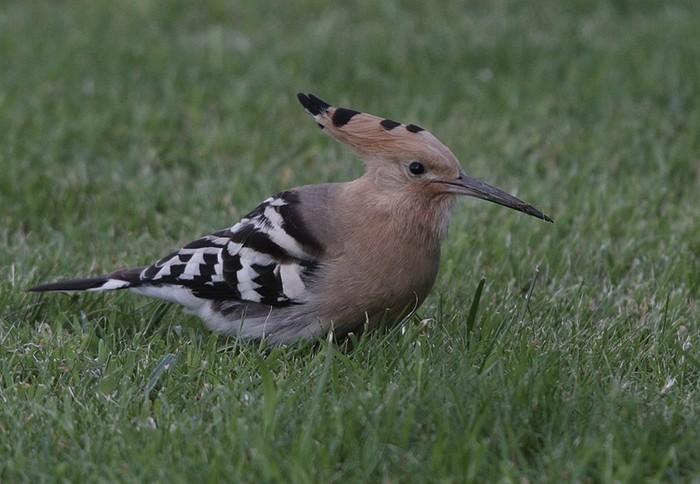 Hoopoe