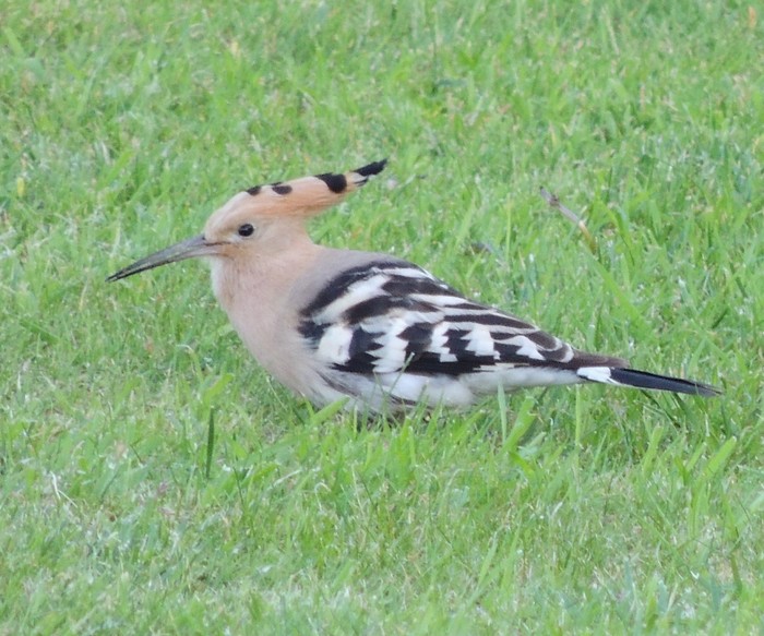 Hoopoe