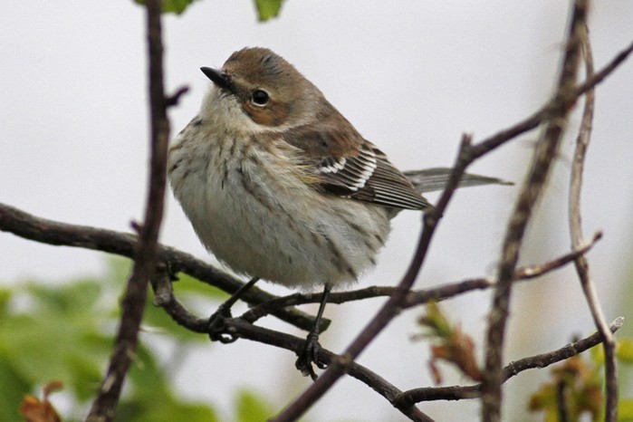 Myrtle Warbler