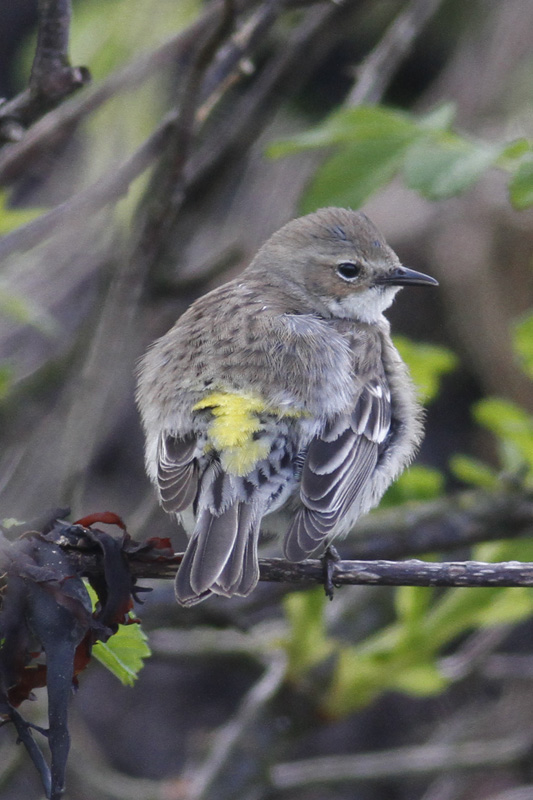 Myrtle Warbler