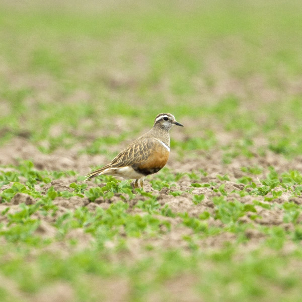 Dotterel