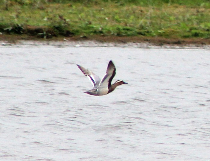 Garganey