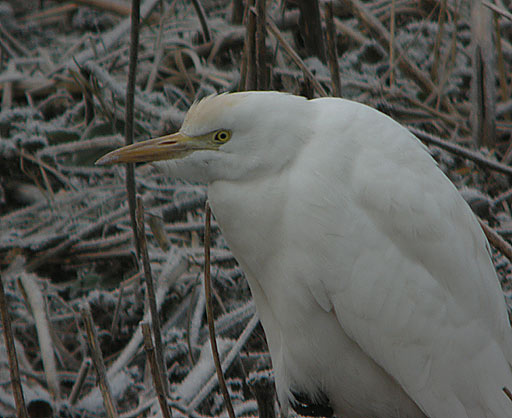 Cattle Egret