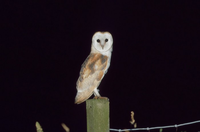Barn Owl
