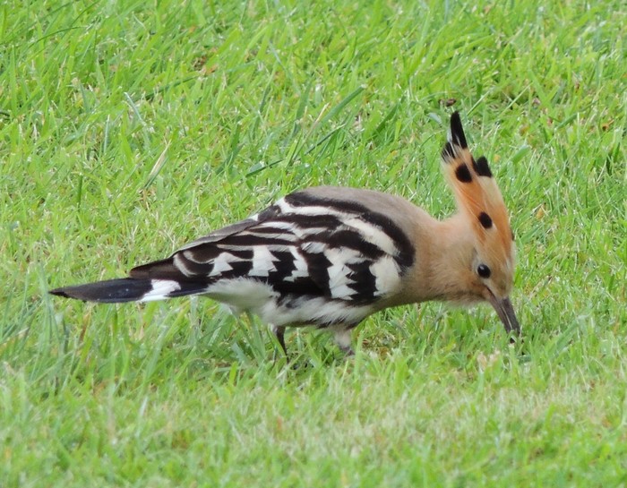 Hoopoe