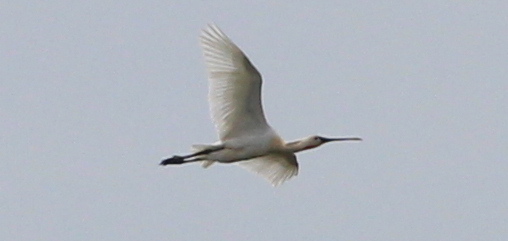 Spoonbill